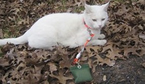 neko2