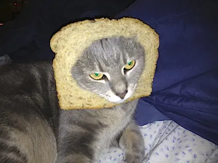 breadedcats06.webp