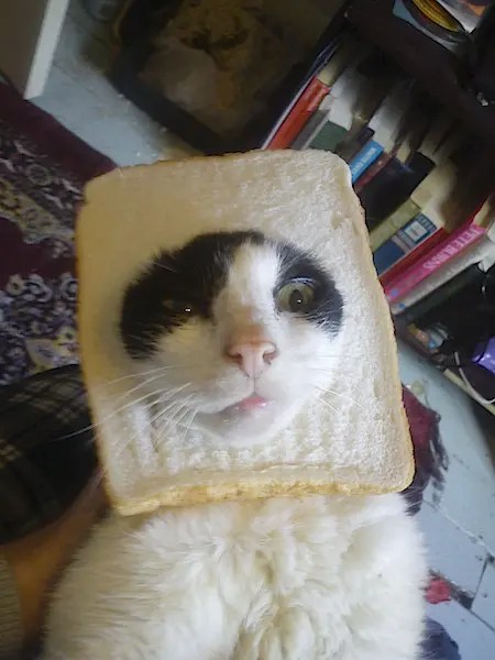 breadedcats09.webp