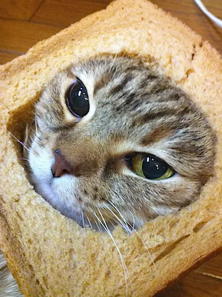 breadedcats10.webp