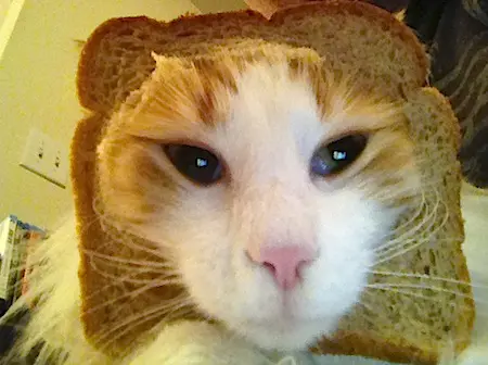 breadedcats13.webp
