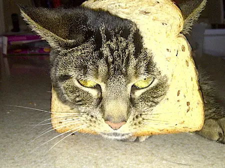 breadedcats15.webp